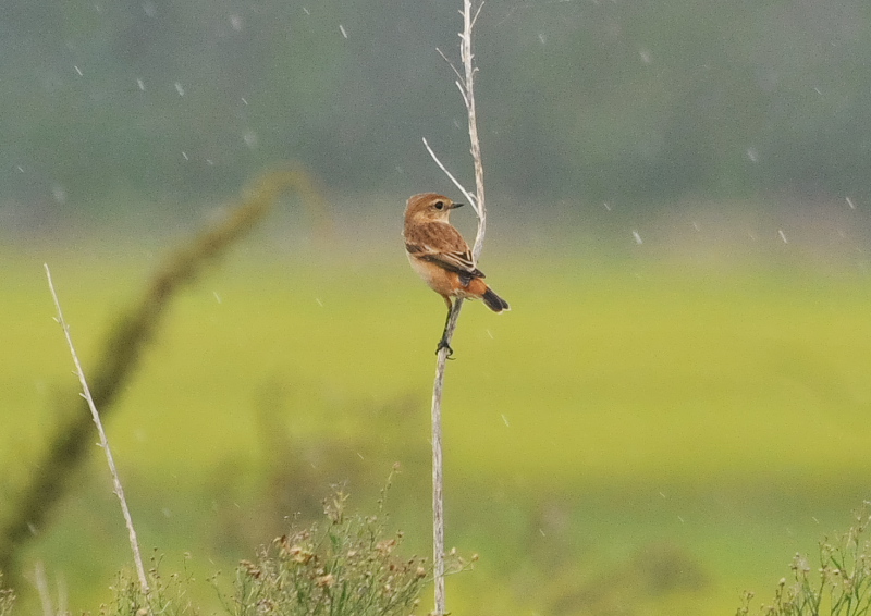 今が旬だよ　内里のノビタキたち （６態-4）　八幡市　2016/10/05　Photo by Takase