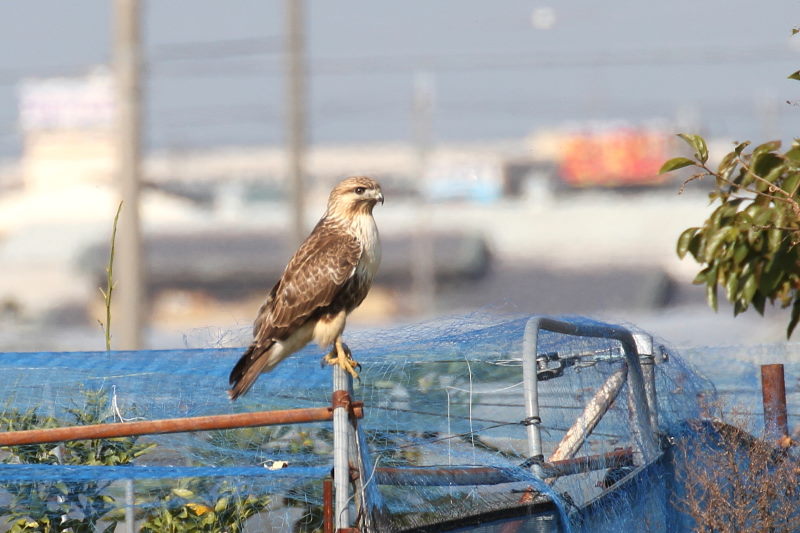 11月 出会った八幡の猛禽類（９態-6）　八幡市　2016/11/04-11/18　Photo by Manda　（写真提供：　萬田悠二）