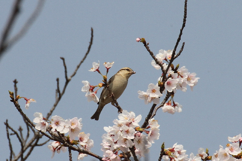 2019年桜と野鳥(7態-6) さくら公園(八幡市)&大谷川(八幡市) 2019/04/07-16 Photo by Manda  (写真提供: 萬田) 2019年桜と野鳥(7態-6) さくら公園(八幡市)&大谷川(八幡市) 2019/04/07-16 Photo by Manda  (写真提供: 萬田)