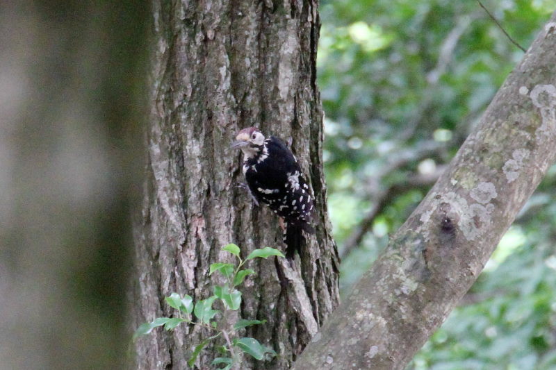 IIAJQ   iR-3j@؂̐X@ꌧ@2016/07/21@ Photo by Manda