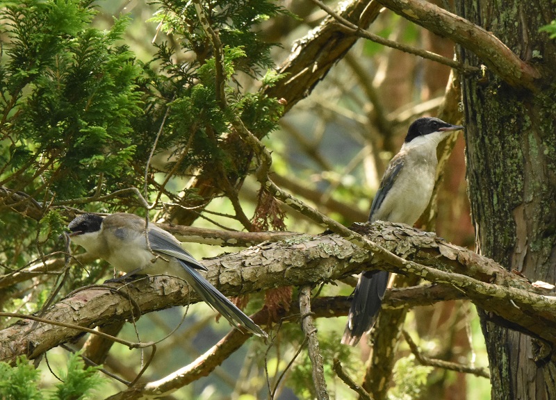 IiK iU-6j@Ζ쒹̐X@R@2016/07/15@Photo by hayashi