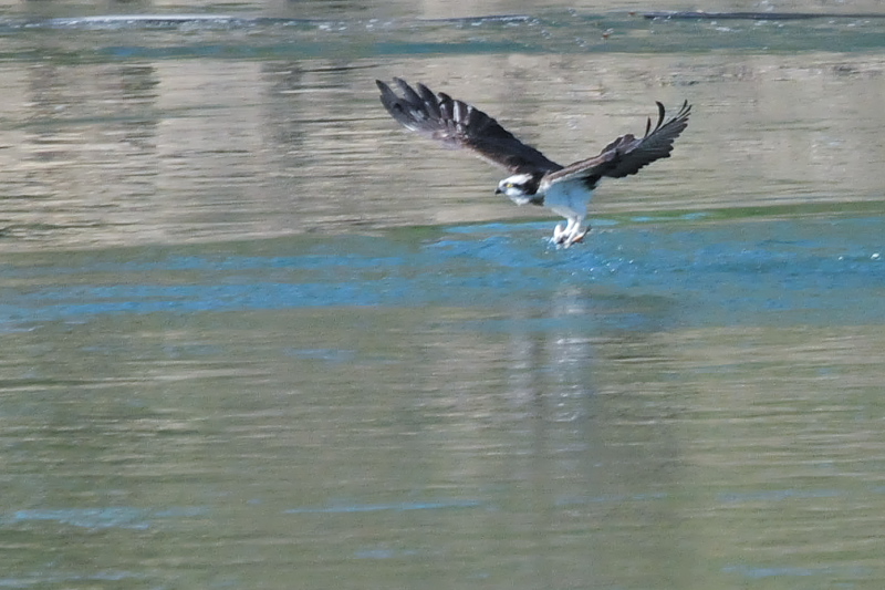 ミサゴ （３態-1）　三川橋本　八幡市　2015/11/16　Photo by Takase
