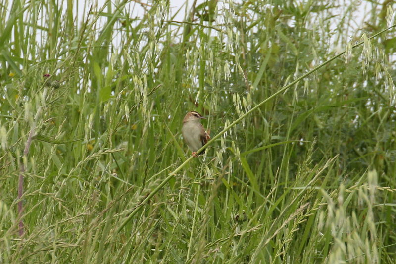 セッカ （３態-3）　木津川　2016/05/03　Photo by Manda