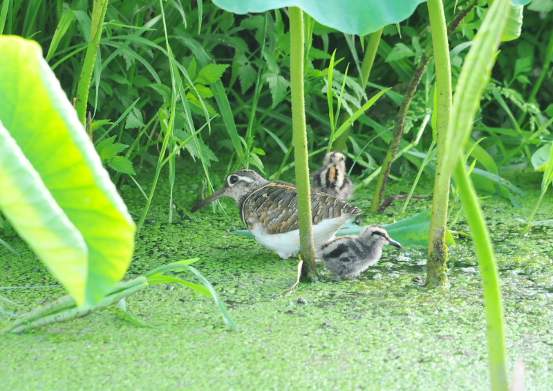 タマシギ親子　枚方市　2016/06/13　Photo by Takase
