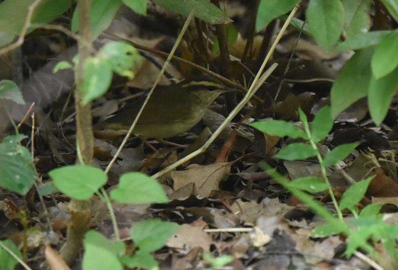 ヤブサメ （４態-2）　大阪城　大阪市　2016/09/14　Photo by Hayashi