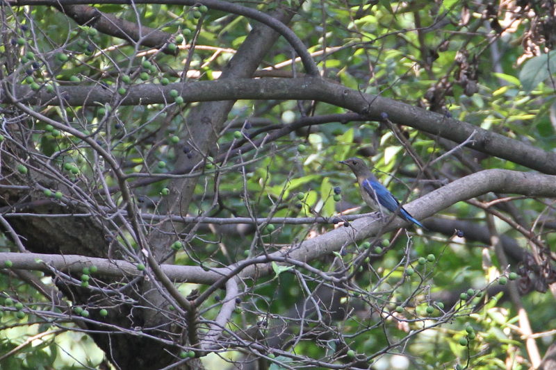 photo6　オオルリ♂　若鳥　2015/09/23　　photo by manda