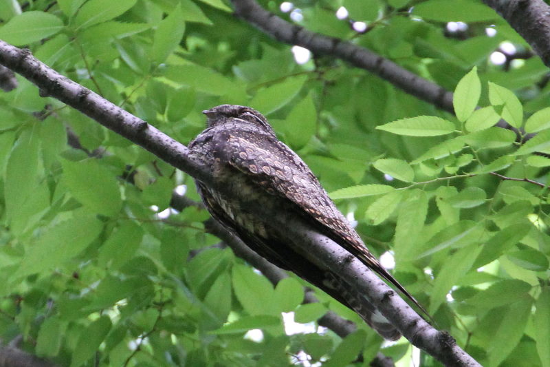 ヨタカ(3態-3) 大阪城 2016/05/01 Photo by Manda ヨタカ(3態-3) 大阪城 2016/05/01 Photo by Manda