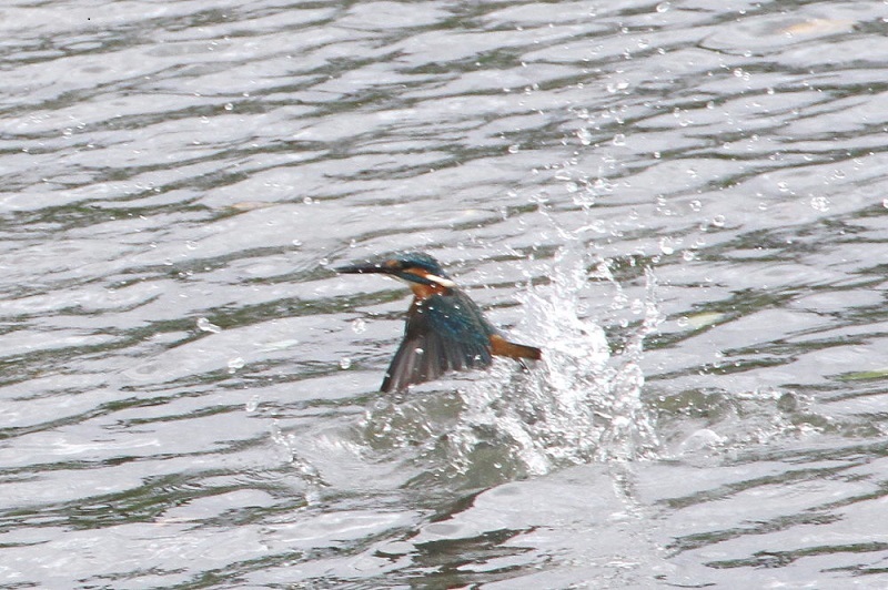 カワセミ（１１態-6）　大谷川　八幡市　2017/11/21　Photo by Manda