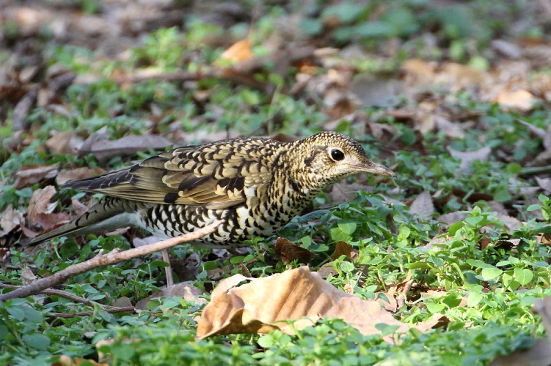 トラツグミ　大泉緑地　堺市　大阪府　2018/01/16　Photo by Manda　（写真提供：　萬田）