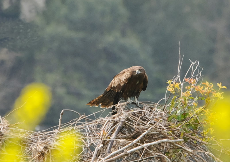 トビ　木津川左岸　八幡市　2018/04/12　Photo by Takase