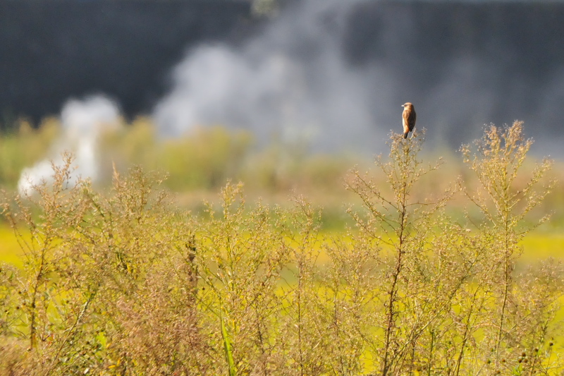 ノビタキ （１２態-7）　大谷川　八幡市　2015/10/07 - 2015/10/16　Photo by Takase