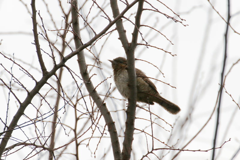             <a style="color : teal;" name="photo7" id="photo7">アリスイ</a>