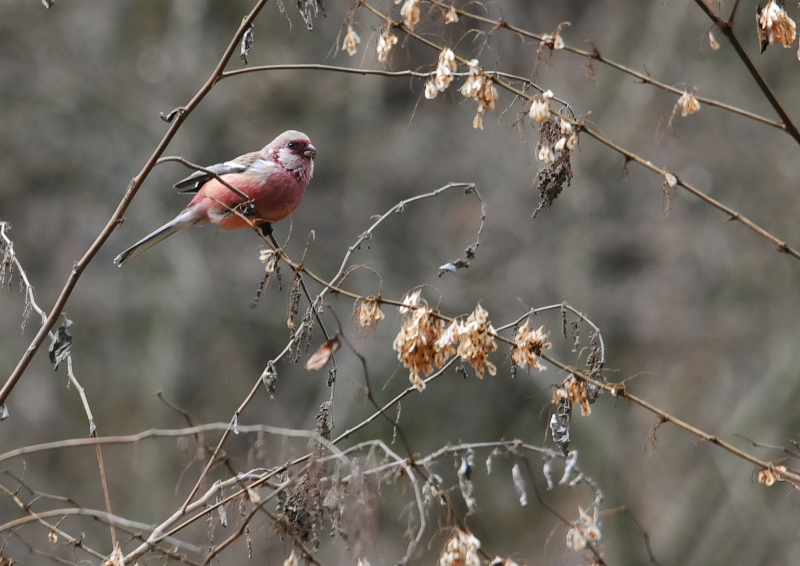 男山の鳥たち（１２態-7）　男山　八幡市　2018/01/27 - 02/28　Photo by Takase　（写真提供：　高瀬）