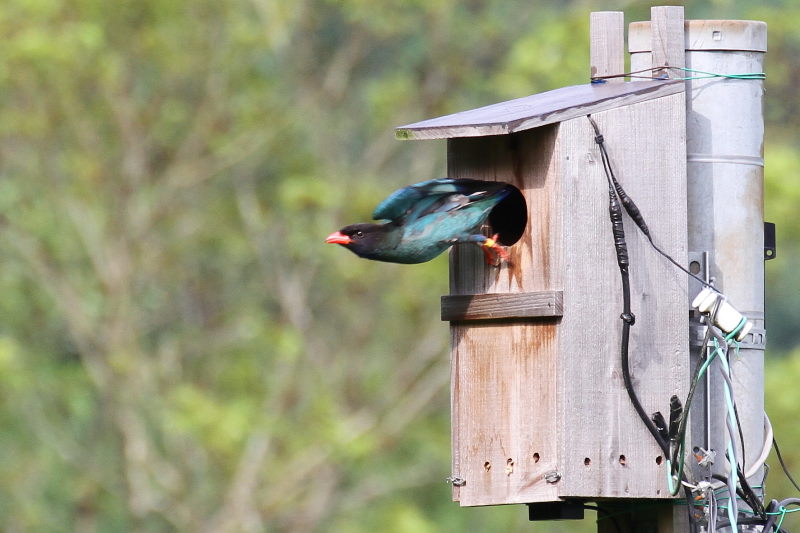 ブッポウソウ(８態-7)　岡山県　2016/07/02　Photo by Manda