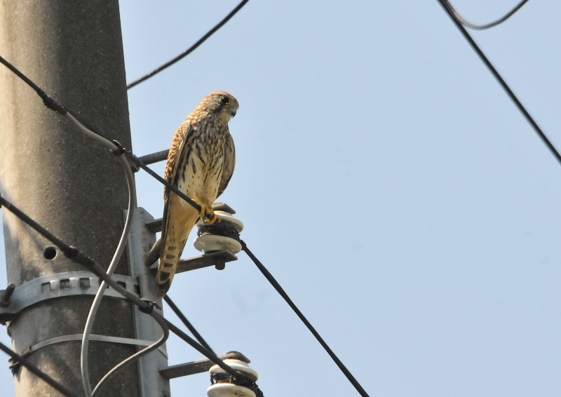 今が旬だよ　内里の野鳥たち （８態-7）　内里　八幡市　2016/09/01-09/06　Photo by Takase