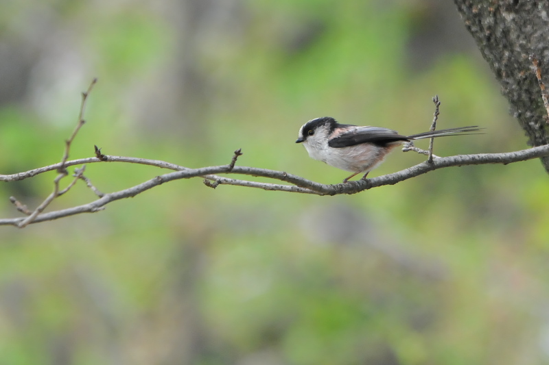 今が旬だよ　背割堤の野鳥たち　エナガ　八幡市　2015/04/16　Photo by Takase