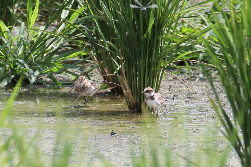 今が旬だよ ハマシギ&コチドリ (4態-3) 内里 八幡市 2016/09/06 Photo by Manda 今が旬だよ ハマシギ&コチドリ (4態-3) 内里 八幡市 2016/09/06 Photo by Manda