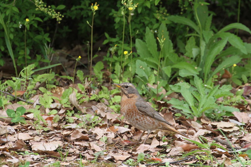 photo7　ハチジョウツグミ