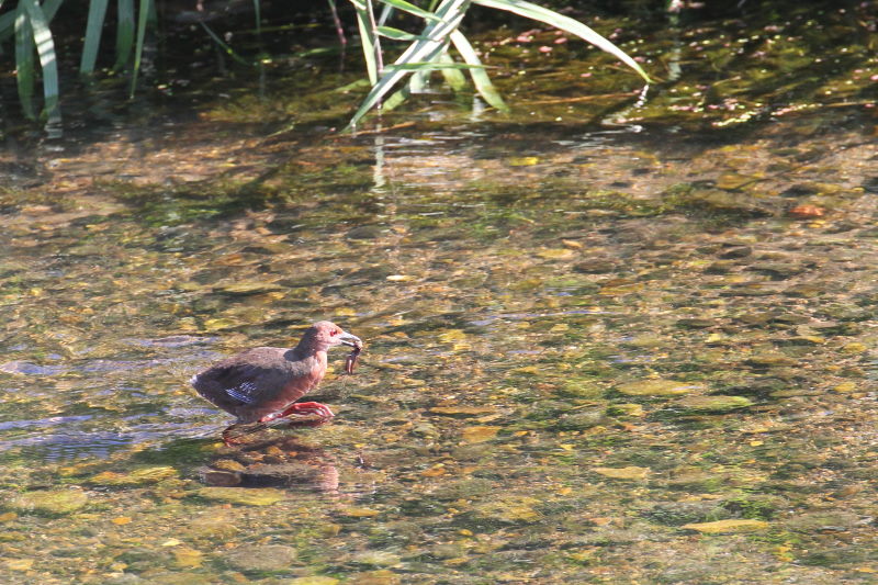ヒクイナ （７態-7）　2015/10/16　荏原城跡　松山　Photo by Manda