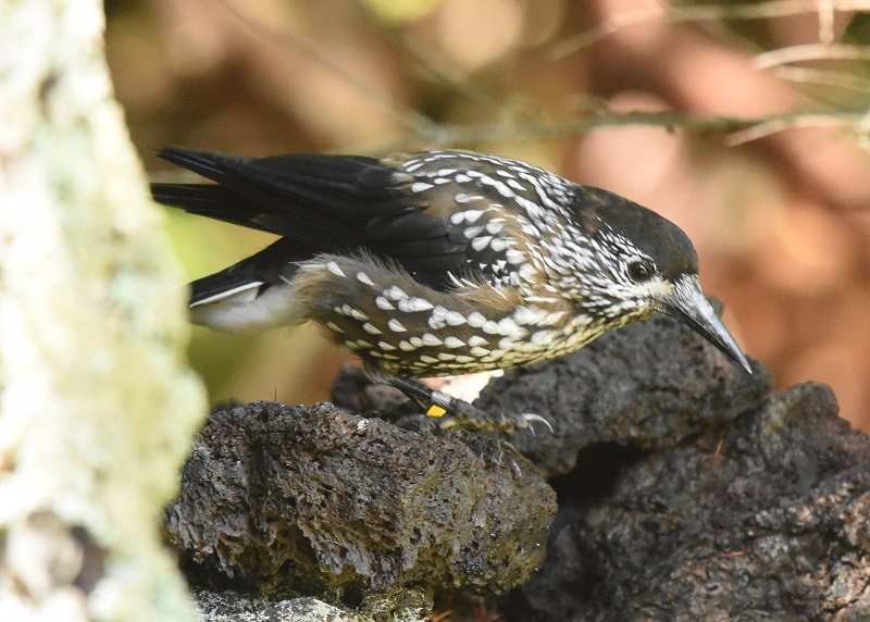 ホシガラス　成鳥　（７態-7）　奥庭　富士山四合目　2017/07/16　Photo by Hyashi