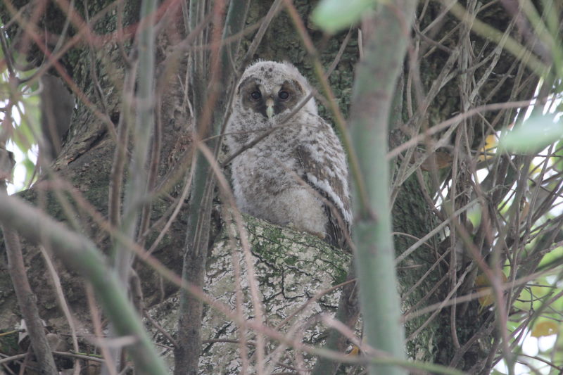 フクロウ （２態-2）　大興寺　2016/04/24　Photo by Manda