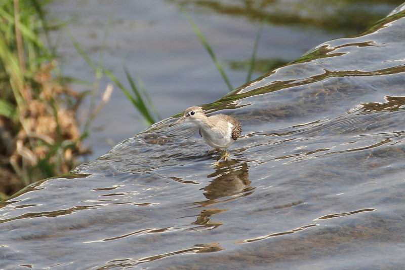イソシギ （８態-7）　荏原城址の野鳥たち　2015/09/27　荏原城跡　松山　Photo by Manda