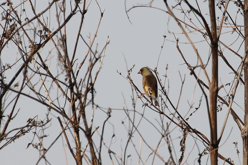 カワラヒワ　木津川　八幡市　2015/11/16　Photo by Manda