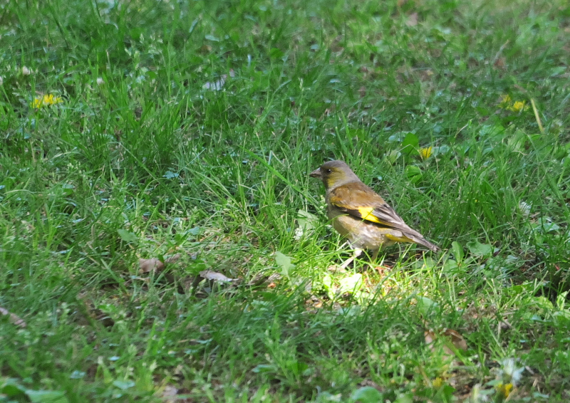 photo7　さくら公園の野鳥たち　八幡市　2016/04/19-04/30　Photo by Takase