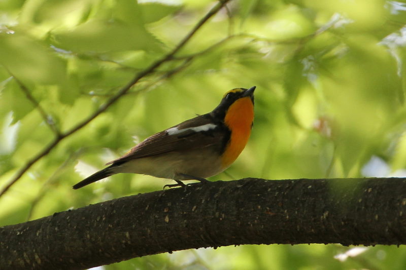 キビタキ(2態-1) 大阪城 2016/05/01 Photo by Manda キビタキ(2態-1) 大阪城 2016/05/01 Photo by Manda