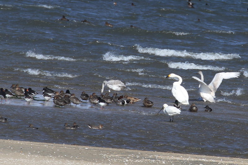 雲出川の水鳥たち（13態-7）　雲出川　三重県　2016/11/09　Photo by Manda　（写真提供：　萬田）