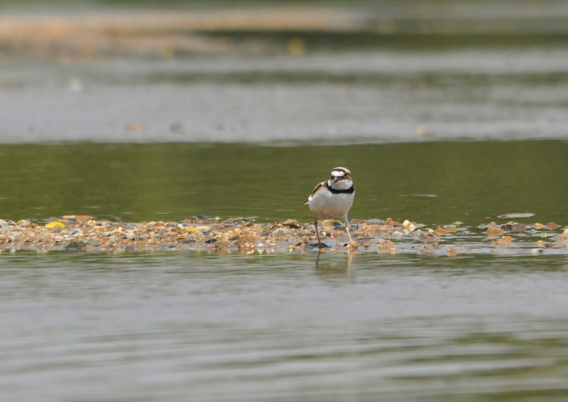 コチドリ　大谷川　八幡市　2016/05/21　Photo by Takase
