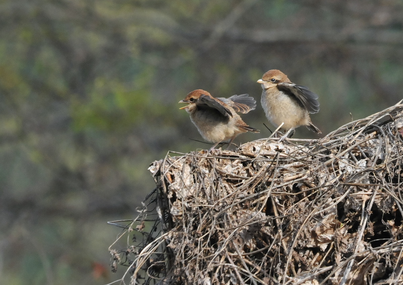 モズ親子 （11態-7）　背割堤　八幡市　2016/04/11　Photo by Takase