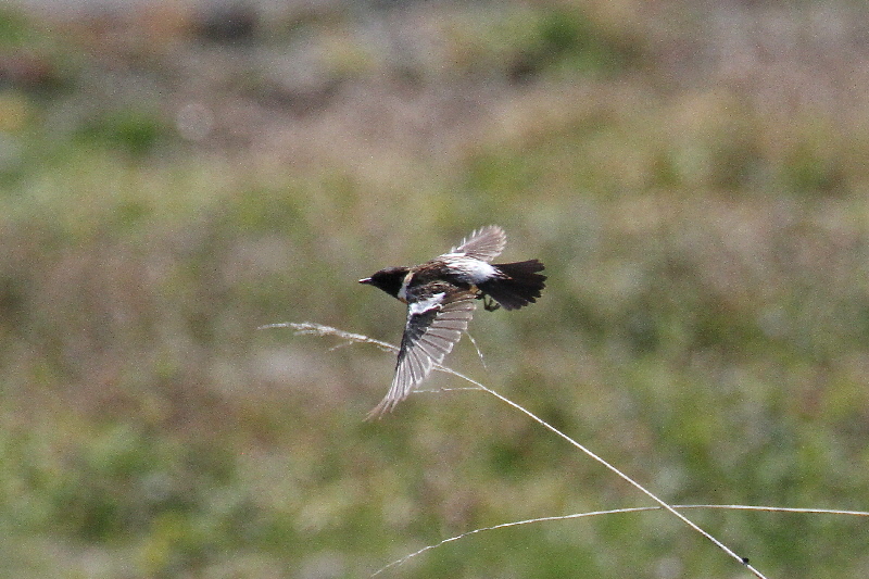 ノビタキ(10態-7) 防賀川(八幡市)&枚方左岸(枚方市) 2019/04/07-16 Photo by Manda (写真提供: 萬田) ノビタキ(10態-7) 防賀川(八幡市)&枚方左岸(枚方市) 2019/04/07-16 Photo by Manda (写真提供: 萬田)