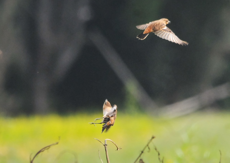 今が旬だよ　大谷川のノビタキたち （４態-3）　八幡市　2016/10/02　Photo by Takase