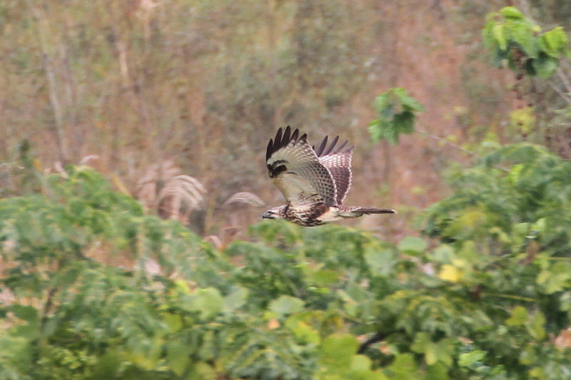 11月 出会った八幡の猛禽類（９態-7）　八幡市　2016/11/04-11/18　Photo by Manda　（写真提供：　萬田悠二）