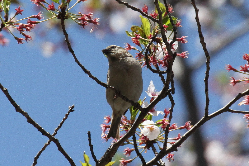 2019年桜と野鳥(7態-7) さくら公園(八幡市)&大谷川(八幡市) 2019/04/07-16 Photo by Manda  (写真提供: 萬田) 2019年桜と野鳥(7態-7) さくら公園(八幡市)&大谷川(八幡市) 2019/04/07-16 Photo by Manda  (写真提供: 萬田)