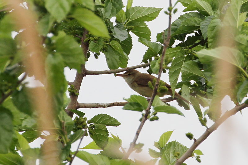 オオヨシキリ　木津川　2016/05/03　Photo by Manda