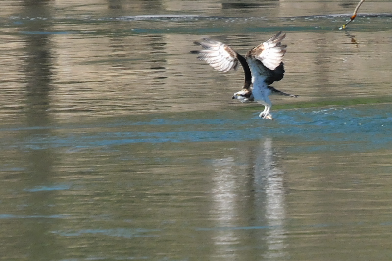 ミサゴ （３態-2）　三川橋本　八幡市　2015/11/16　Photo by Takase