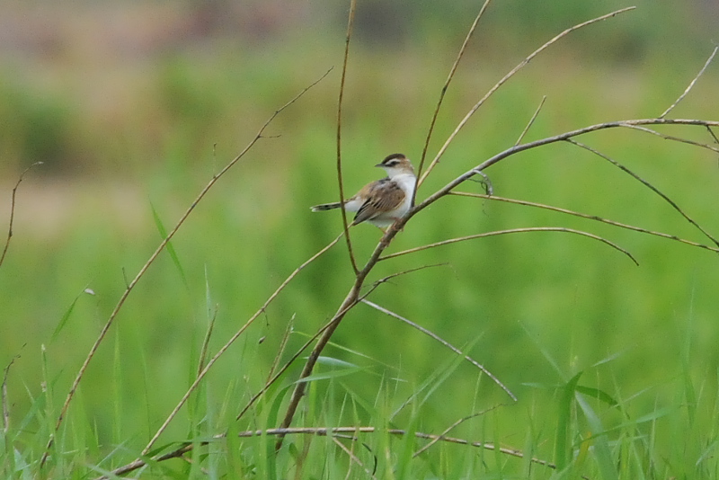 セッカ　今が旬だよ　大谷川の野鳥たちⅡ　大谷川　八幡市　2015/05/07　Photo by Takase