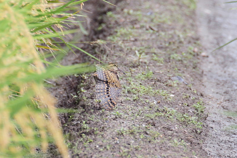 今が旬だよ　タマシギ （６態-4）　内里　八幡市　2016/10/02　Photo by Manda