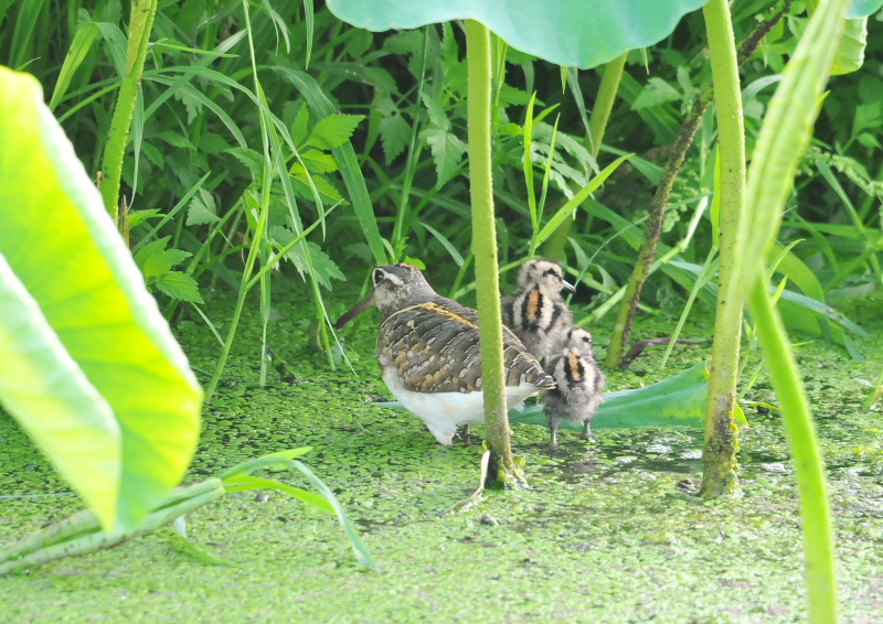 タマシギ親子　枚方市　2016/06/13　Photo by Takase