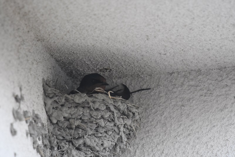 ツバメ　（８態-7）　流れ橋四季彩館　八幡市　2016/05/21　Photo by Hayashi