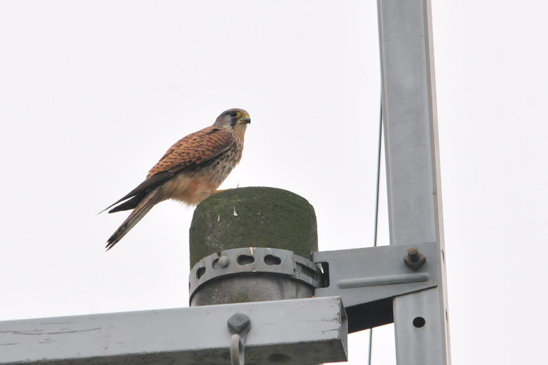 チョウゲンボウ　内里　八幡市　2015/11/09　Photo by Takase