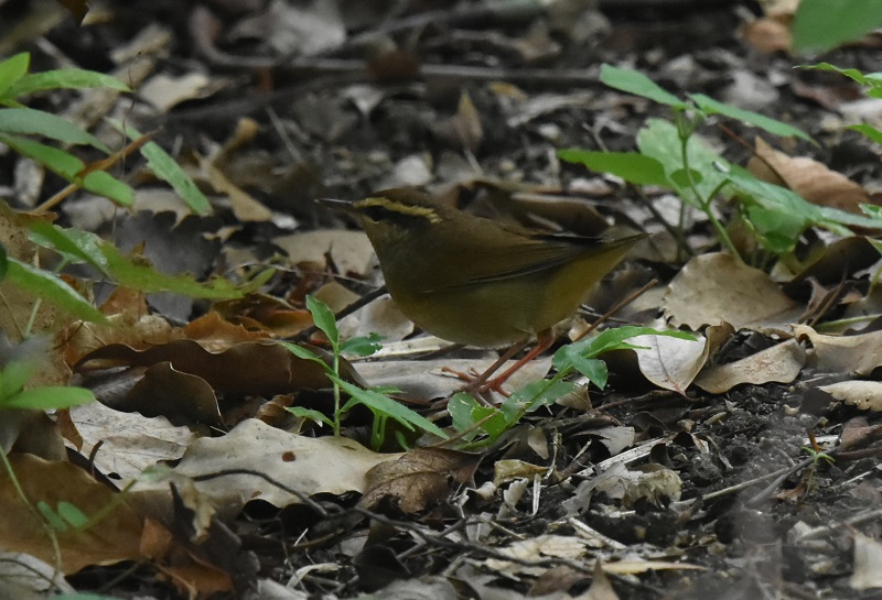 ヤブサメ （４態-3）　大阪城　大阪市　2016/09/14　Photo by Hayashi