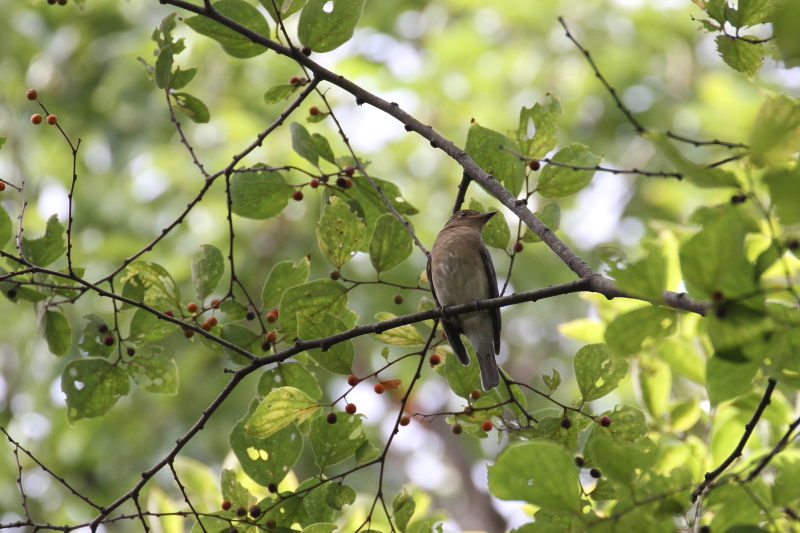 photo7　オオルリ♀　2015/09/21　　photo by manda