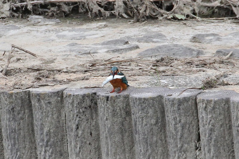カワセミ（１１態-7）　大谷川　八幡市　2017/11/21　Photo by Manda