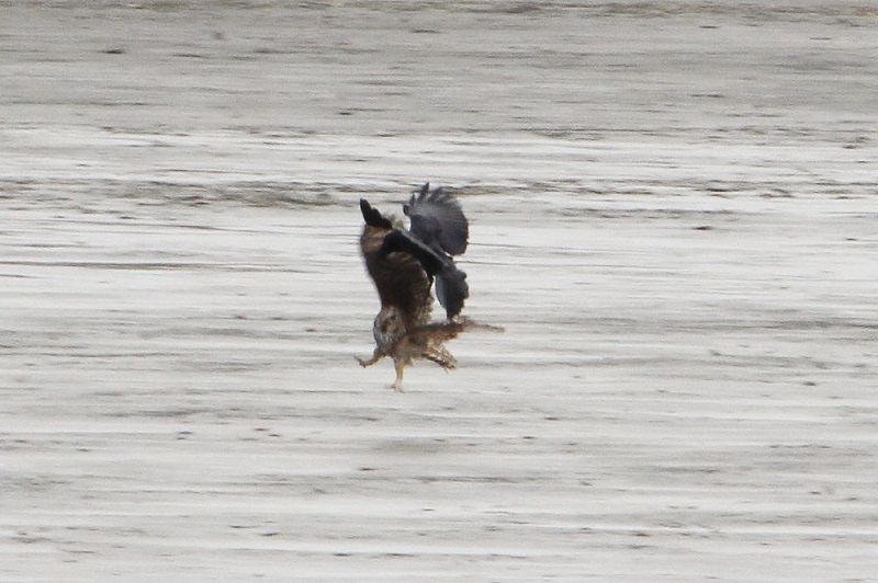 フクロウとカラス　山田池公園　枚方市　大阪府　2018/01/03　Photo by Manda　（写真提供：　萬田）