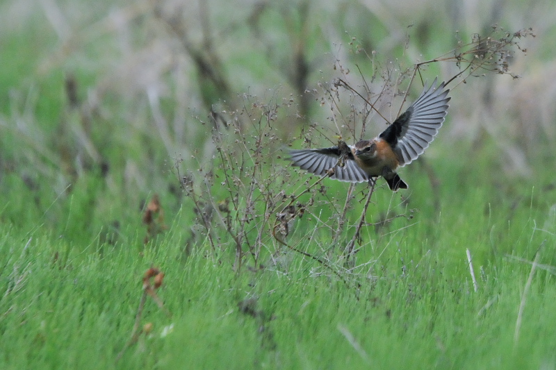 ノビタキ （１２態-8）　大谷川　八幡市　2015/10/07 - 2015/10/16　Photo by Takase
