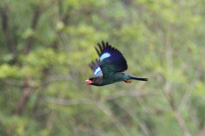 ブッポウソウ(８態-8)　岡山県　2016/07/02　Photo by Manda
