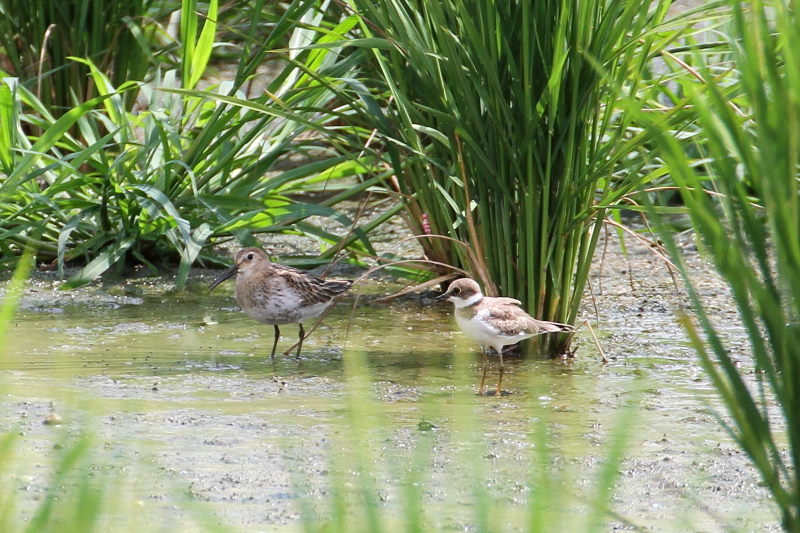 今が旬だよ ハマシギ&コチドリ (4態-4) 内里 八幡市 2016/09/06 Photo by Manda 今が旬だよ ハマシギ&コチドリ (4態-4) 内里 八幡市 2016/09/06 Photo by Manda